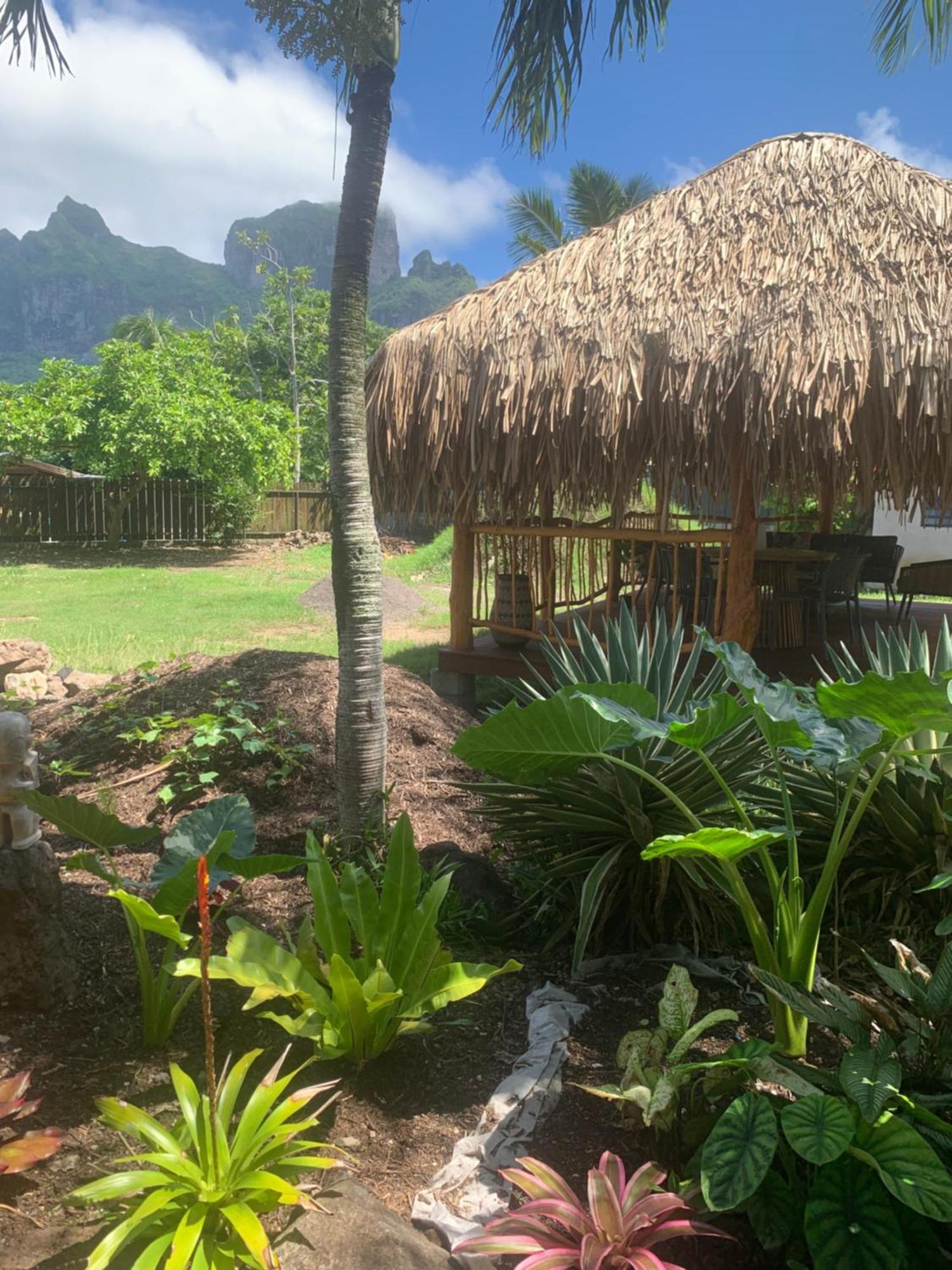 Tiki Ora - Manu Bora Bora